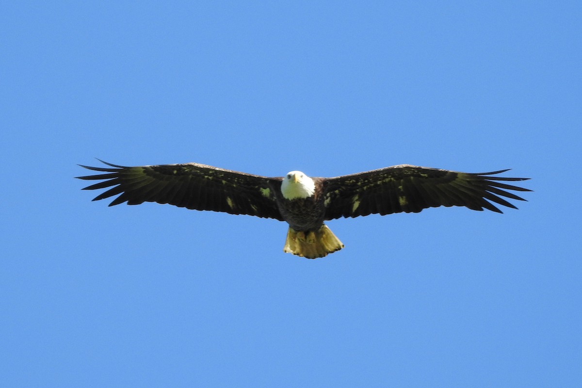 Weißkopf-Seeadler - ML618867916