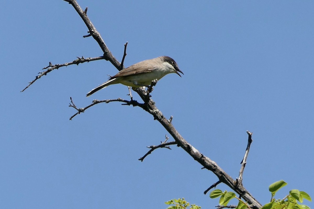 Eastern Orphean Warbler - Hein Prinsen