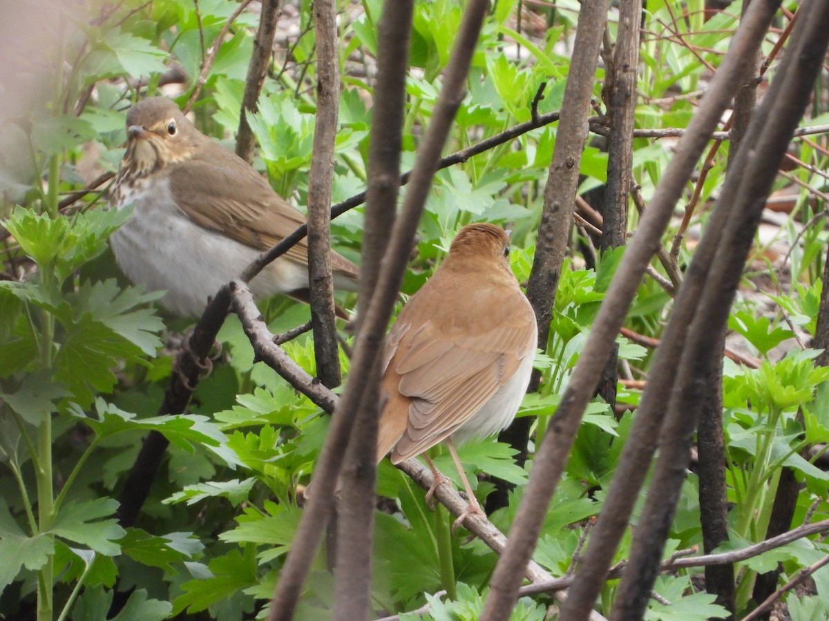 Veery - Mark Nolen