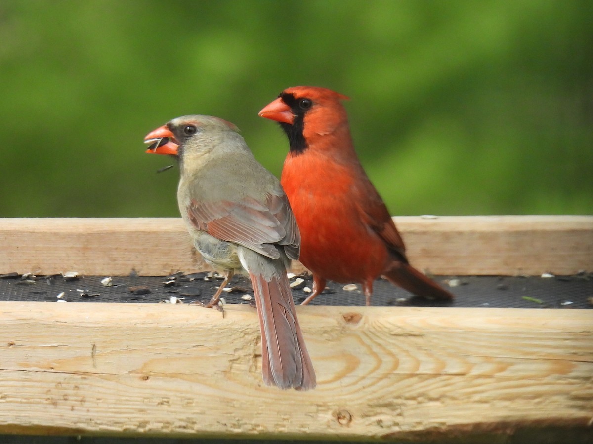 Northern Cardinal - Melody Walsh