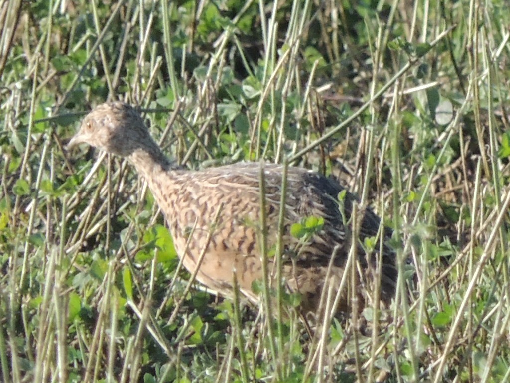 Spotted Nothura - Alicia Jofré