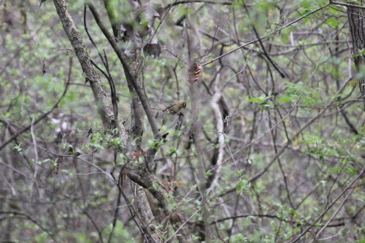 Worm-eating Warbler - Jennifer Evans