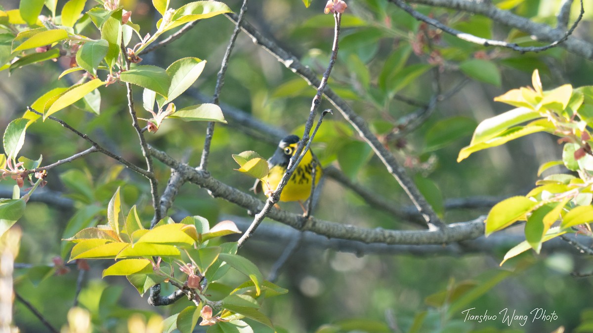 Canada Warbler - Tianshuo Wang