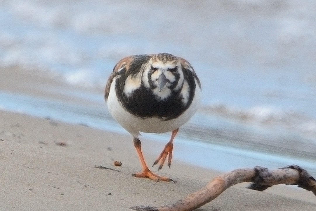 Ruddy Turnstone - John Gordinier