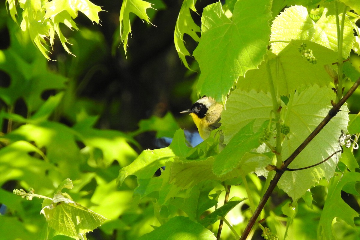 Common Yellowthroat - ML618867964