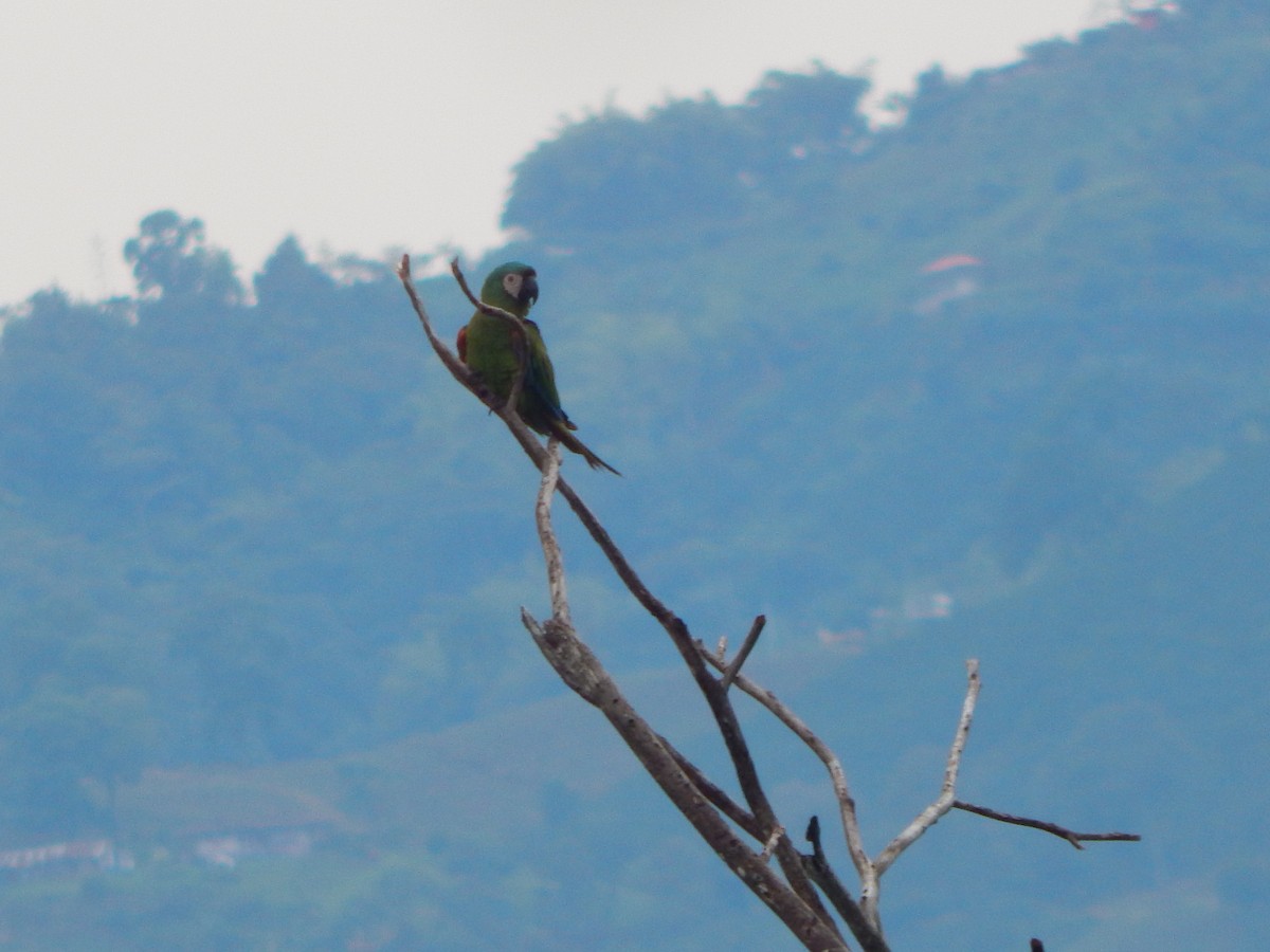 Chestnut-fronted Macaw - ML618867969