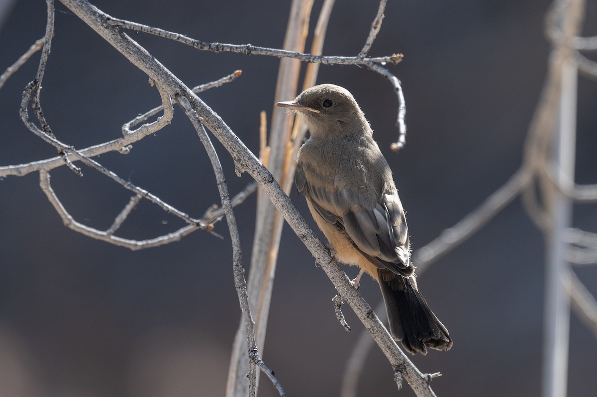 Say's Phoebe - Ross Bartholomew