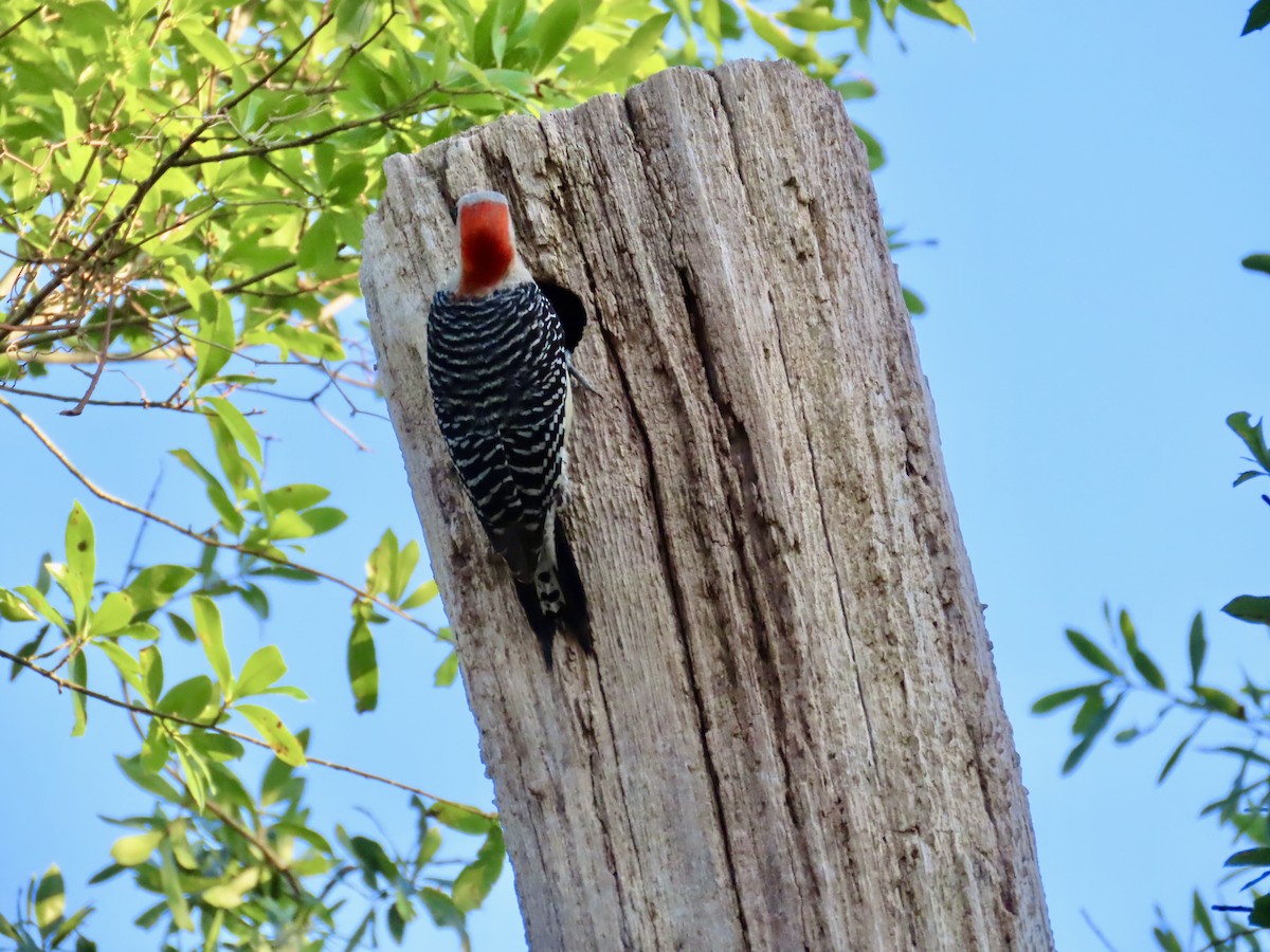 Red-bellied Woodpecker - Craig Watson