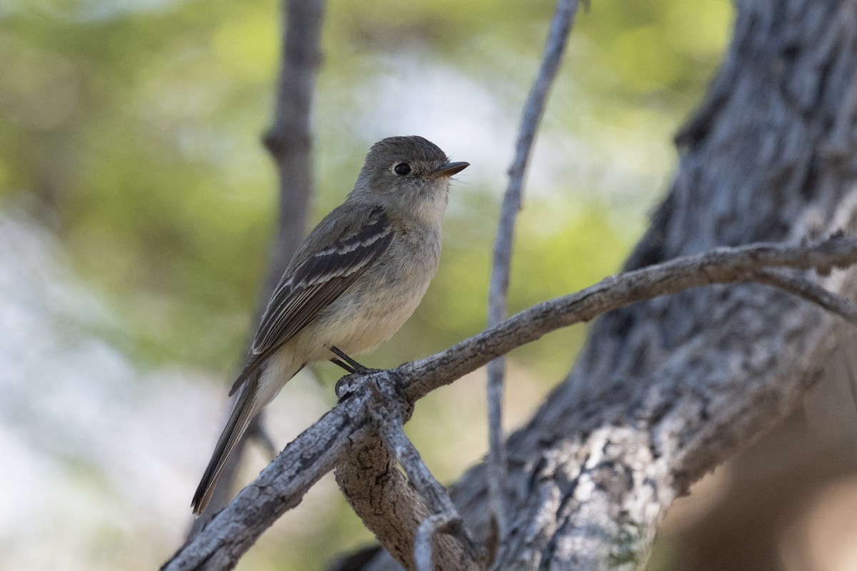 Dusky Flycatcher - Ross Bartholomew