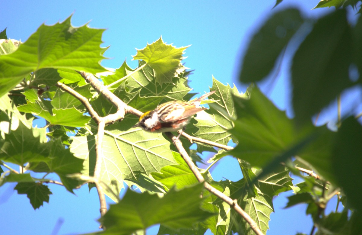 Chestnut-sided Warbler - Jacob  Wyco