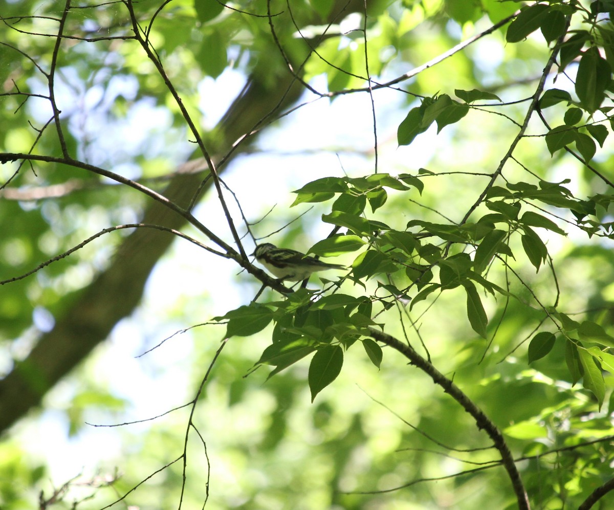 Chestnut-sided Warbler - Jacob  Wyco