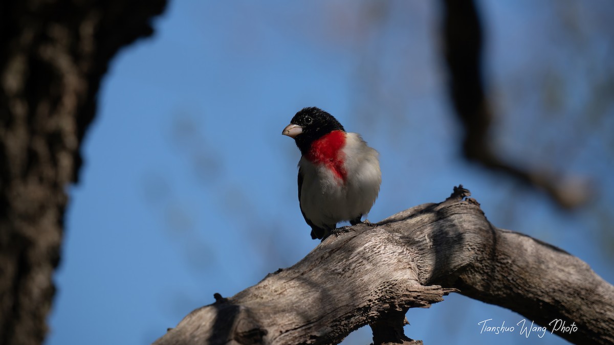 Rose-breasted Grosbeak - Tianshuo Wang