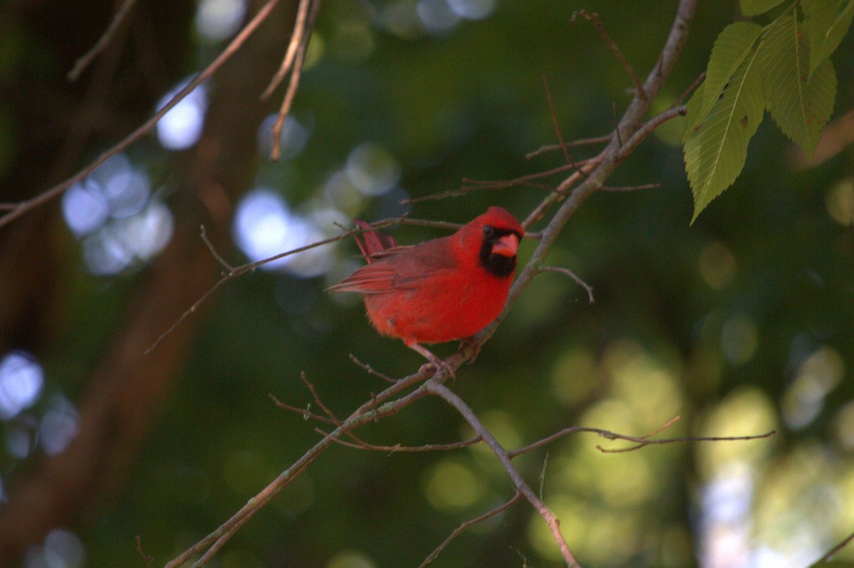 Northern Cardinal - Jacob  Wyco