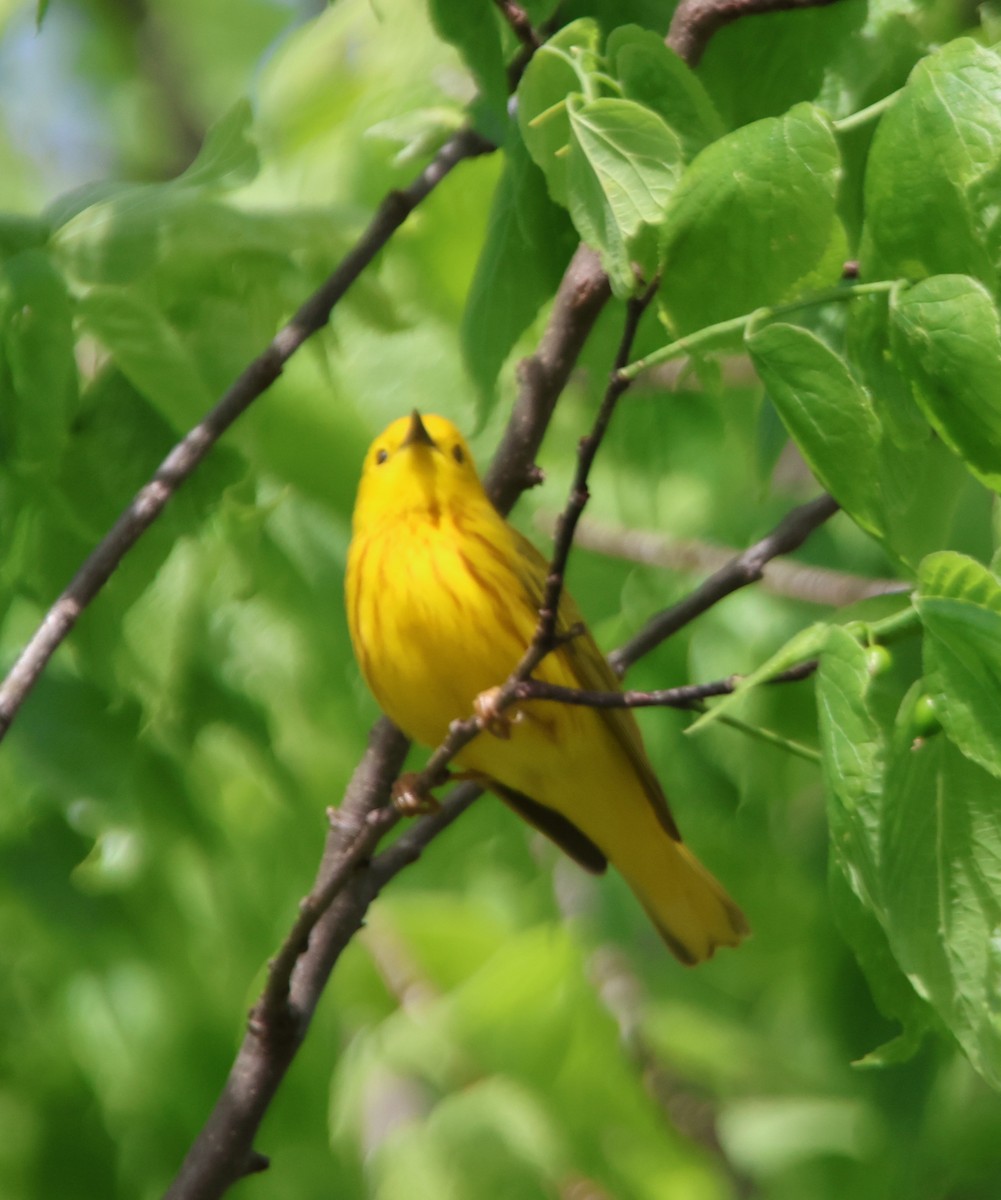 Yellow Warbler - Alan Shapiro