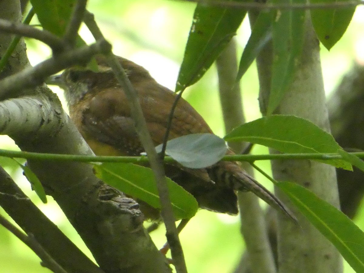 Carolina Wren - Thomas Ouchterlony