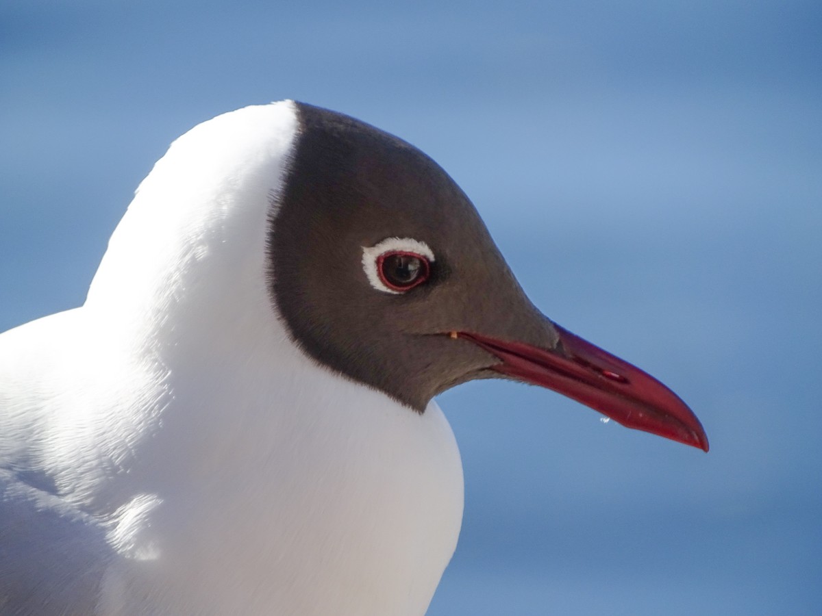 Brown-hooded Gull - Rebel Warren and David Parsons