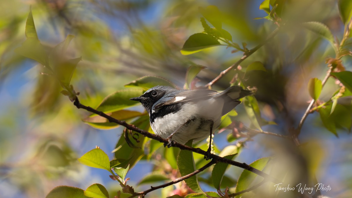 Black-throated Blue Warbler - Tianshuo Wang