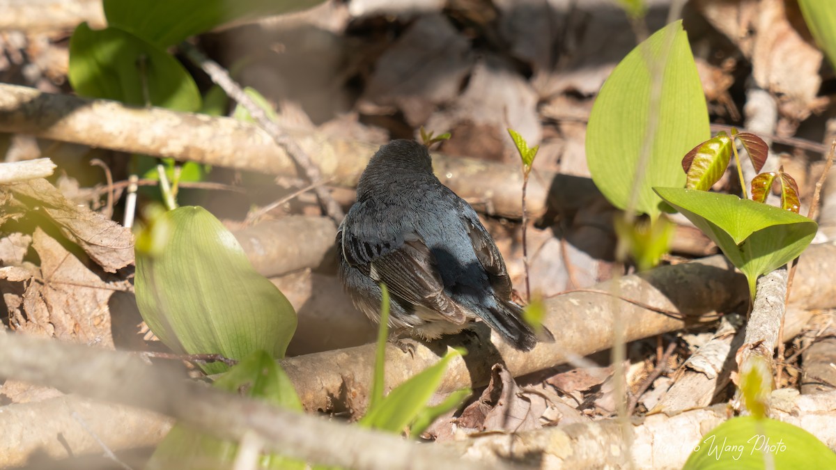 Black-throated Blue Warbler - Tianshuo Wang