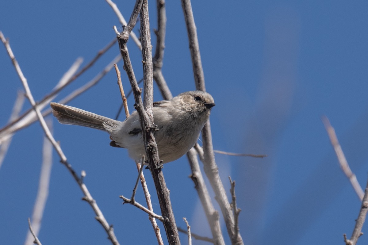 Bushtit - Ross Bartholomew