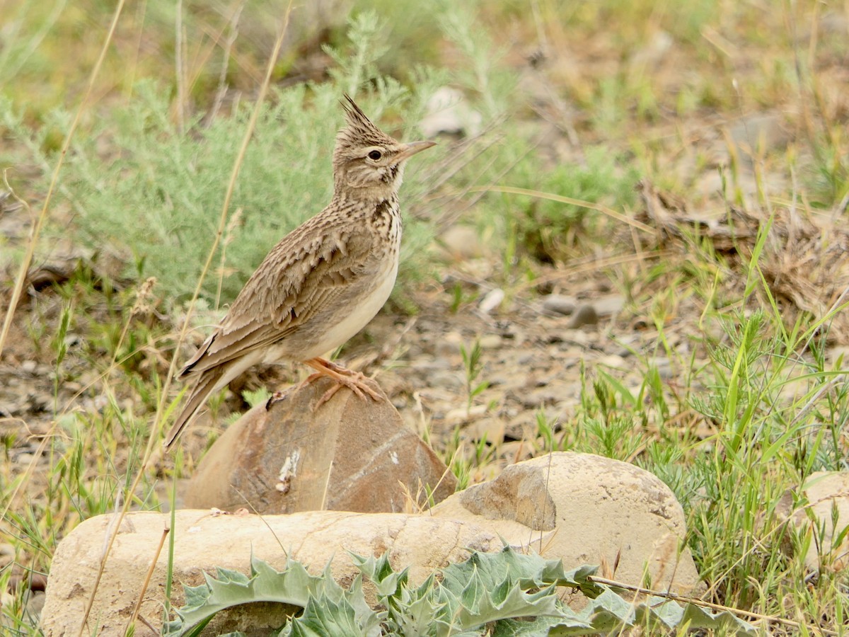 Crested Lark - Hein Prinsen