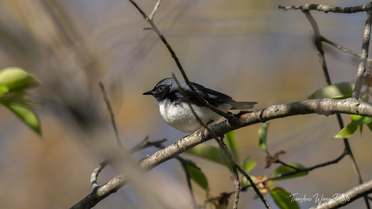 Black-throated Blue Warbler - Tianshuo Wang