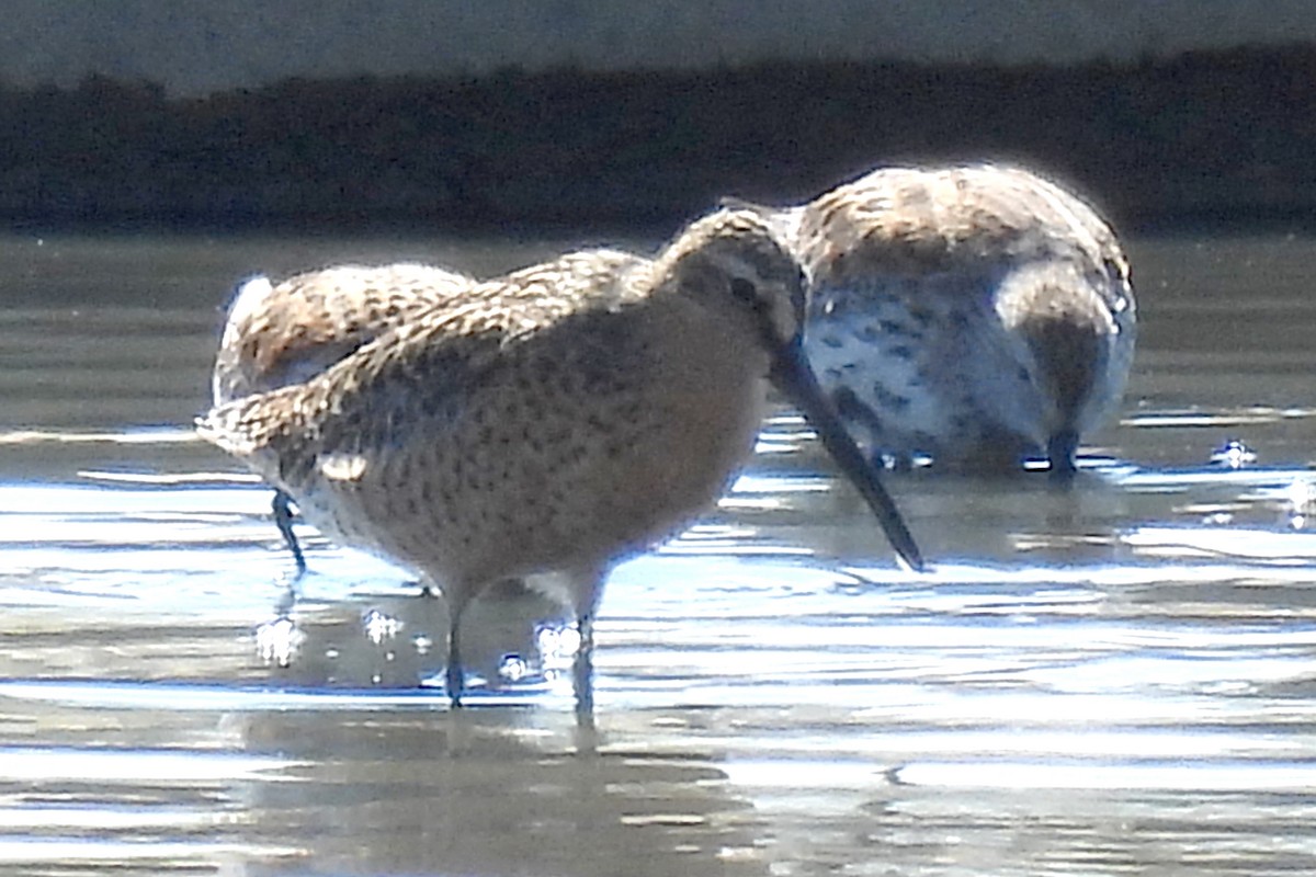 Short-billed Dowitcher - Nancy Buis