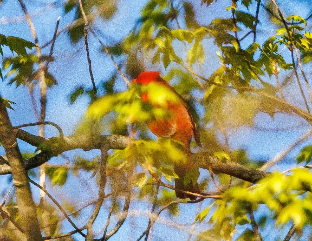 Northern Cardinal - Donna Chick