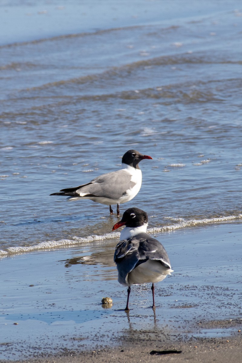 Laughing Gull - ML618868051