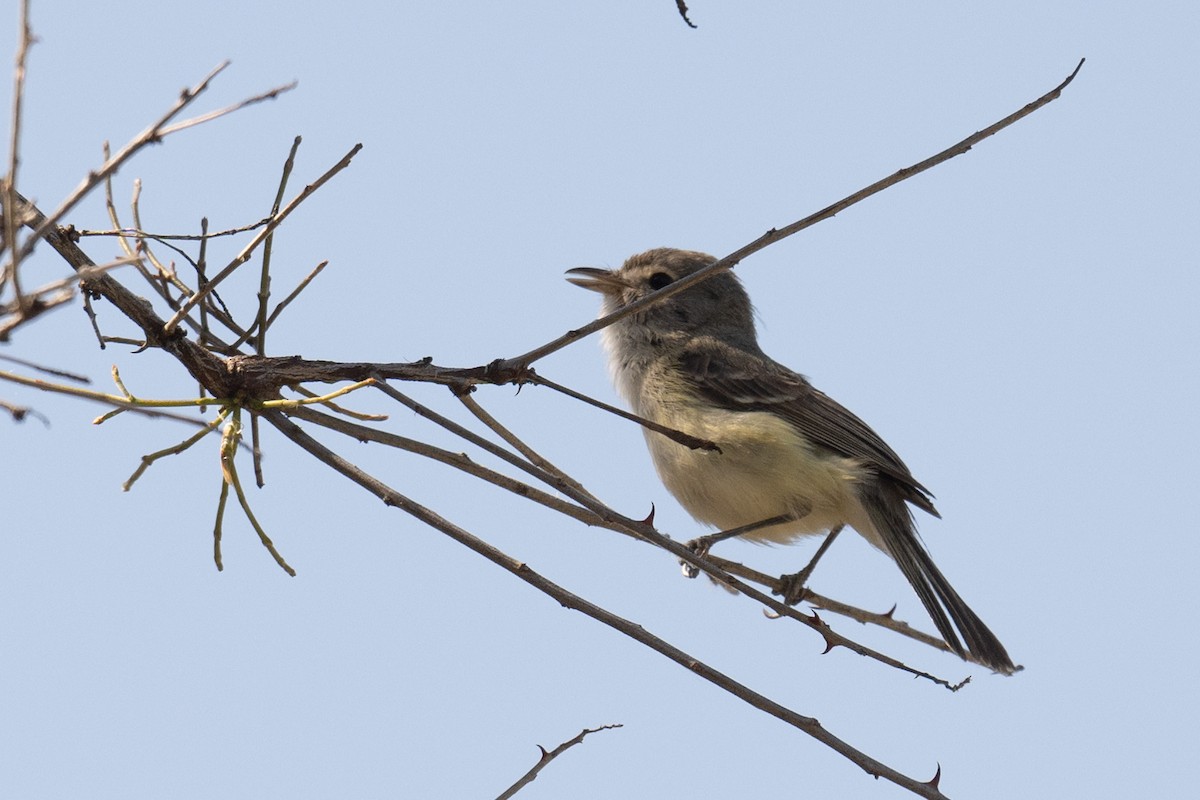 Bell's Vireo - Ross Bartholomew