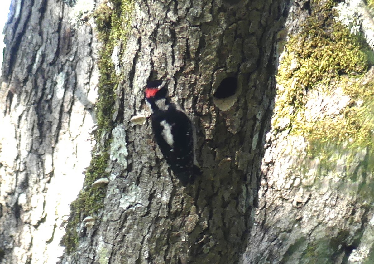 Downy Woodpecker - Aziza Cooper