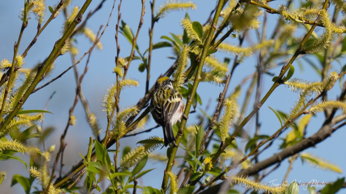 Chestnut-sided Warbler - Tianshuo Wang