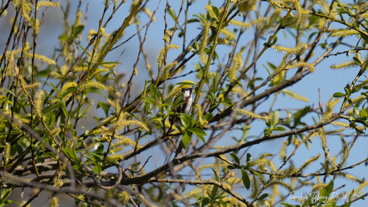 Chestnut-sided Warbler - Tianshuo Wang