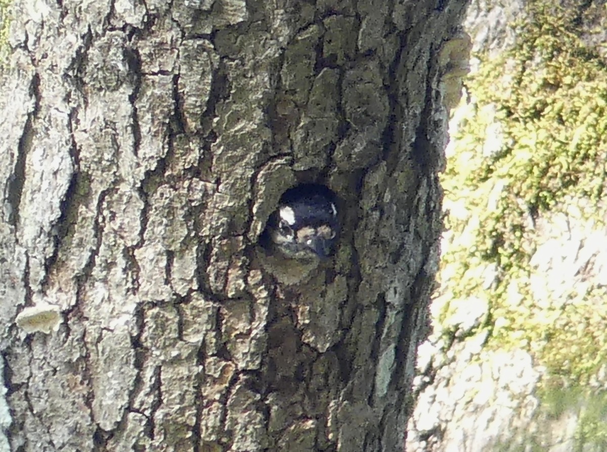 Downy Woodpecker - Aziza Cooper