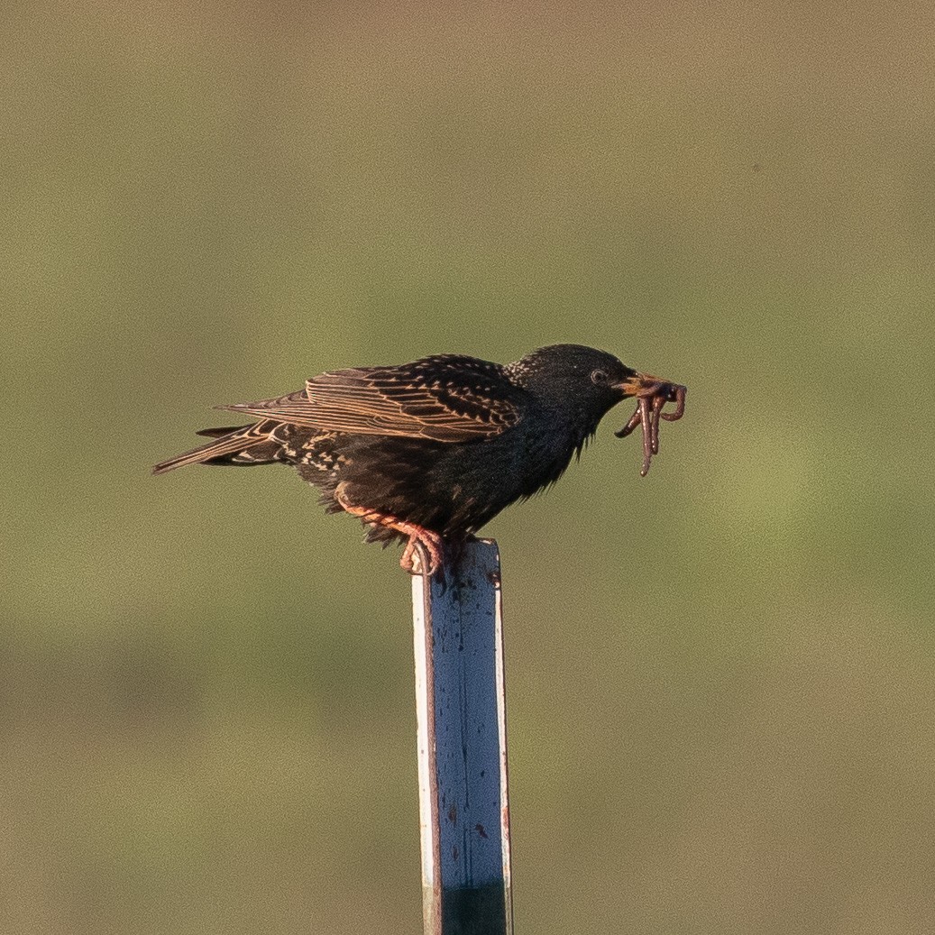 European Starling - ML618868076