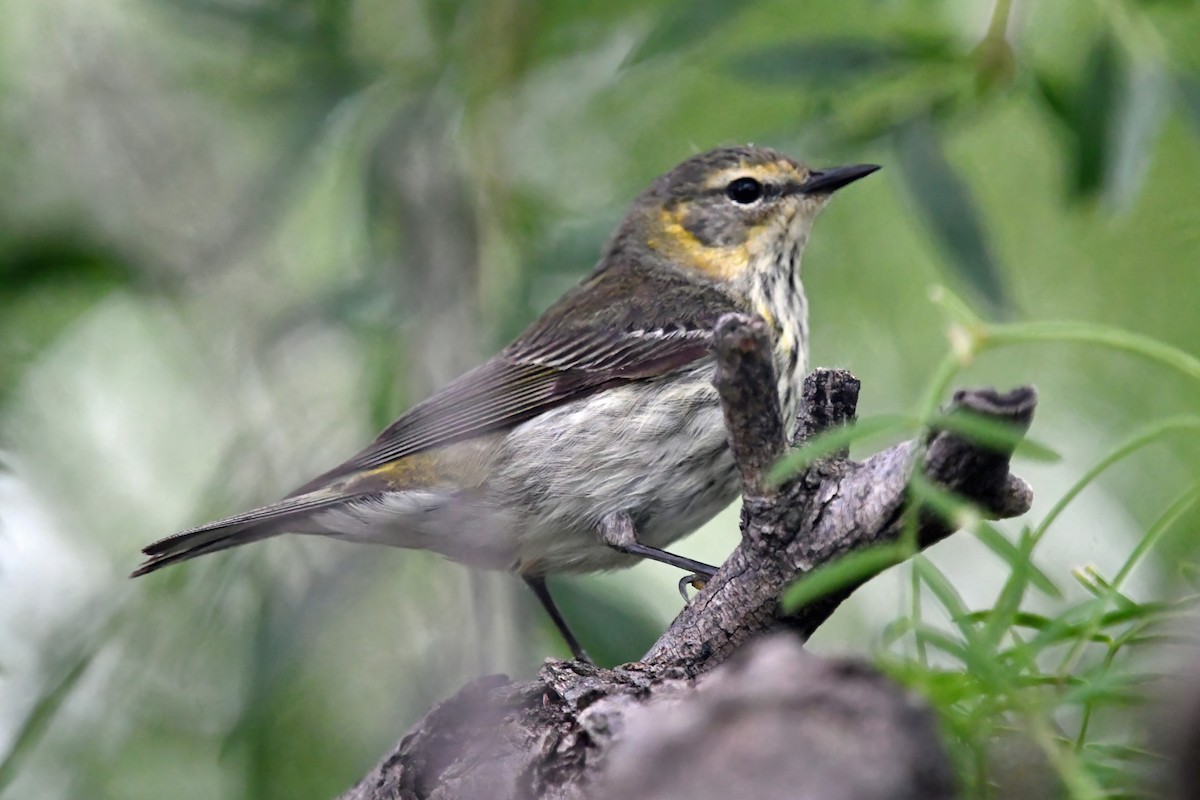 Cape May Warbler - ML618868078