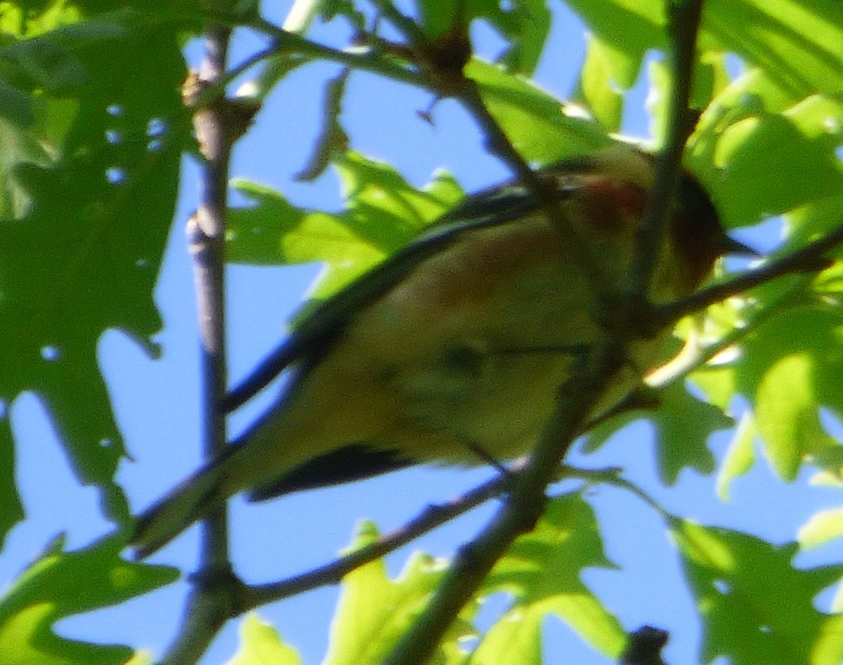 Bay-breasted Warbler - Hazem Alkhan