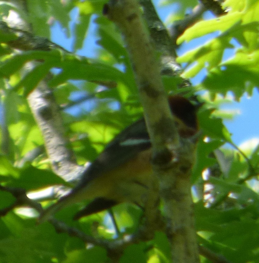 Bay-breasted Warbler - Hazem Alkhan