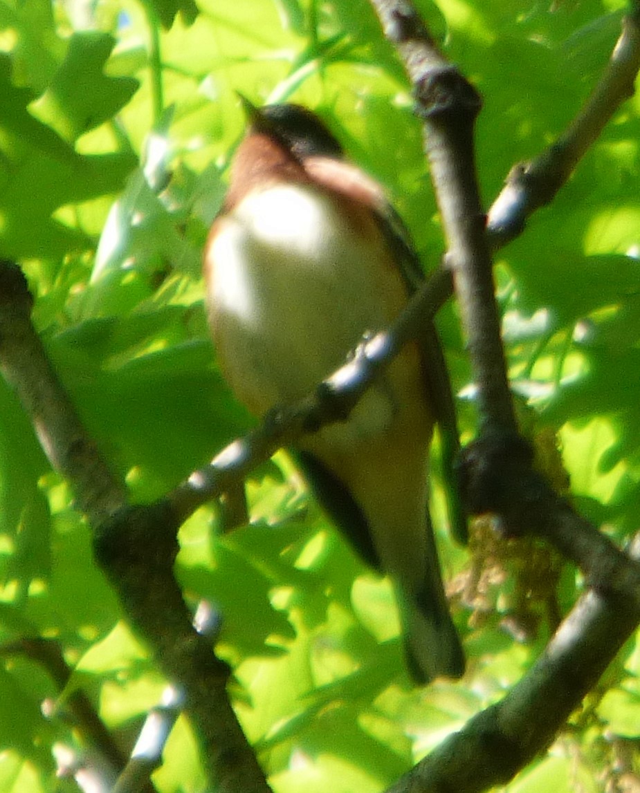 Bay-breasted Warbler - Hazem Alkhan