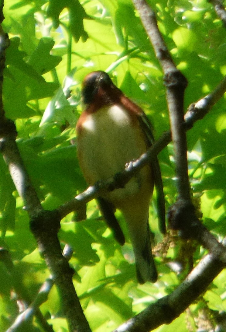 Bay-breasted Warbler - Hazem Alkhan