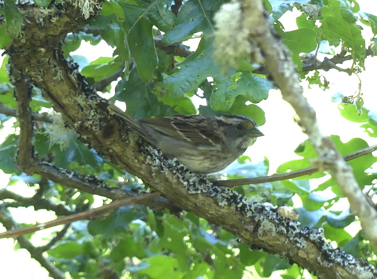 White-throated Sparrow - Aziza Cooper