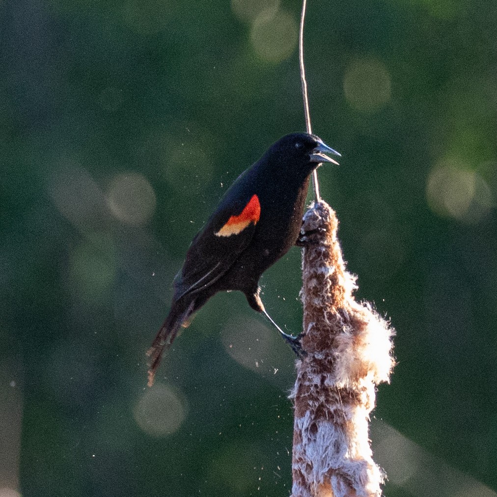 Red-winged Blackbird - ML618868104