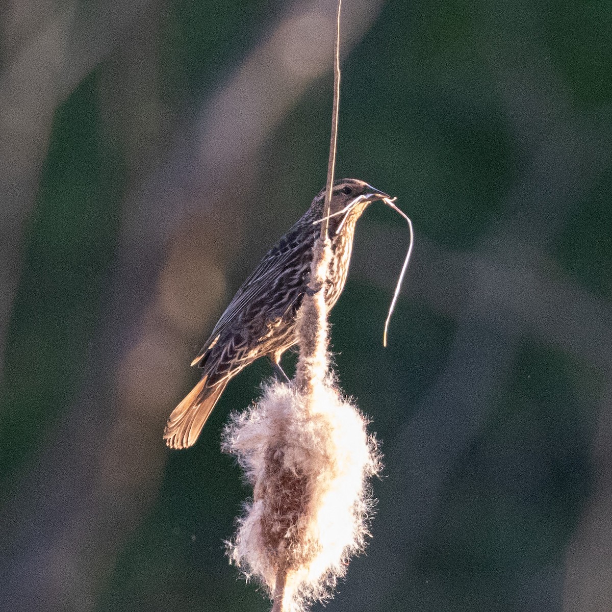 Red-winged Blackbird - ML618868105