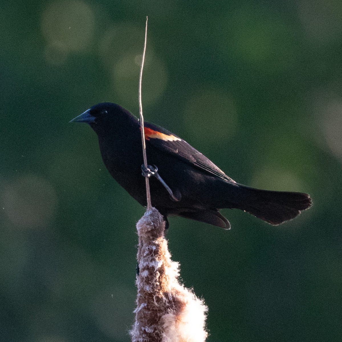 Red-winged Blackbird - ML618868106