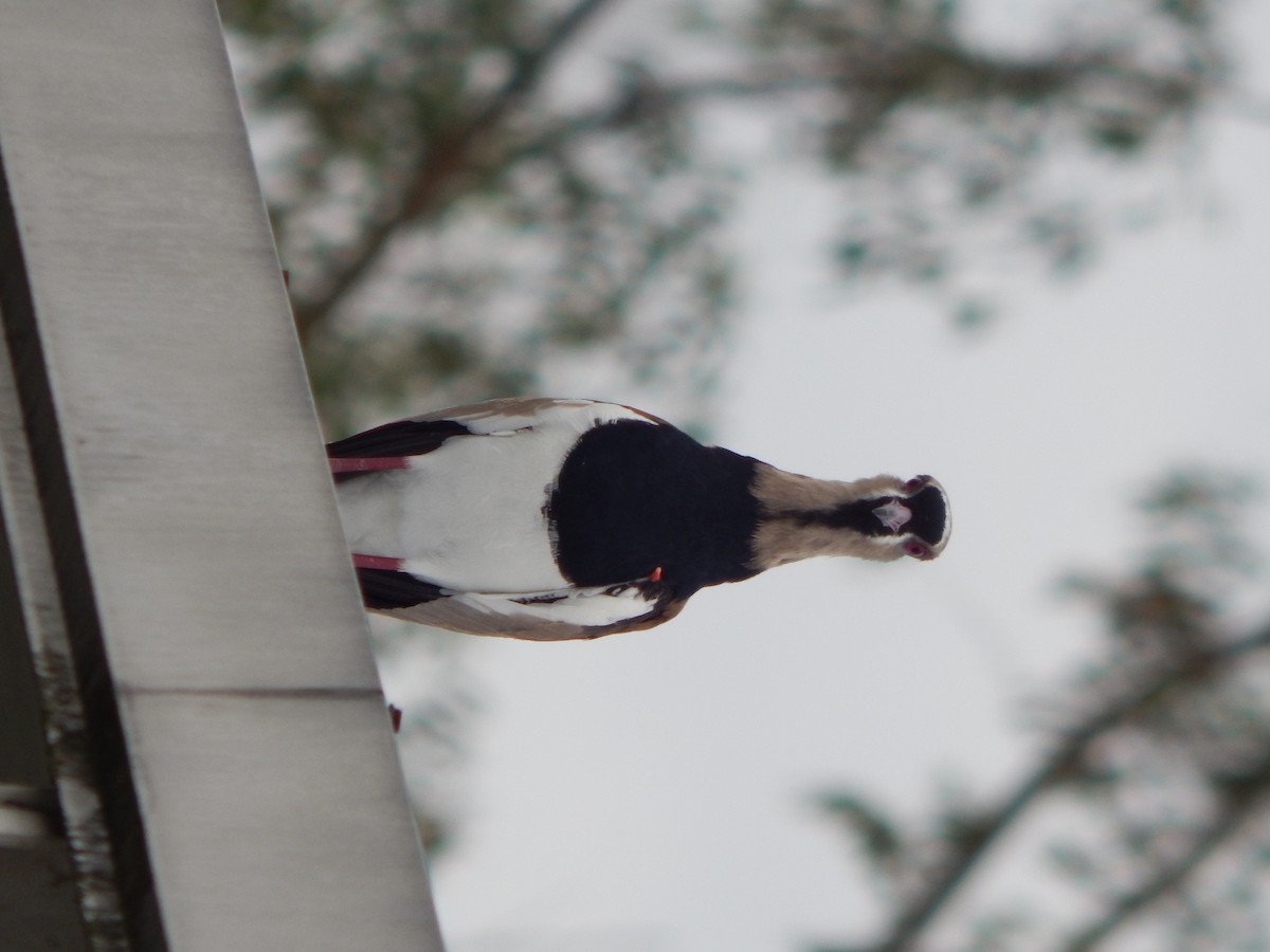 Southern Lapwing - ML618868118