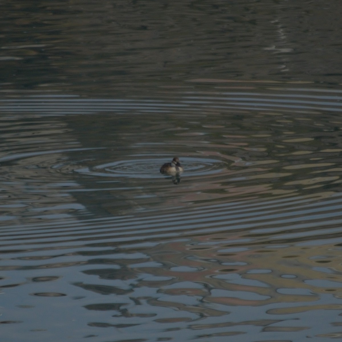 Lake Duck - Gabriel Sandon