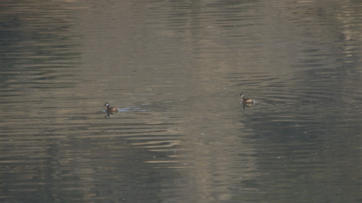 White-tufted Grebe - Gabriel Sandon