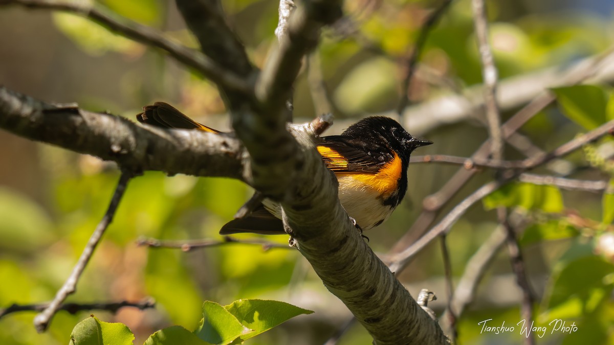 American Redstart - Tianshuo Wang