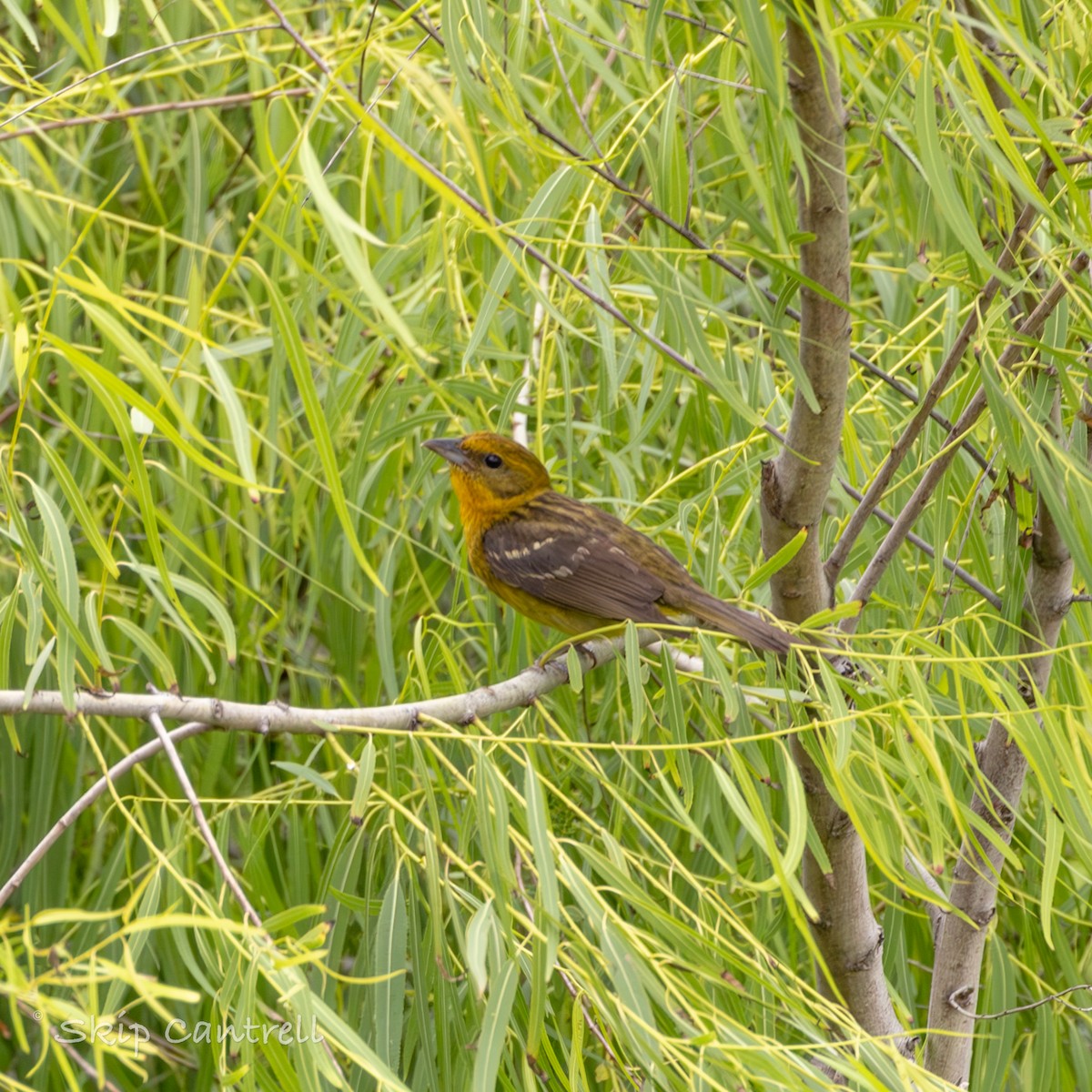 Flame-colored Tanager - Skip Cantrell