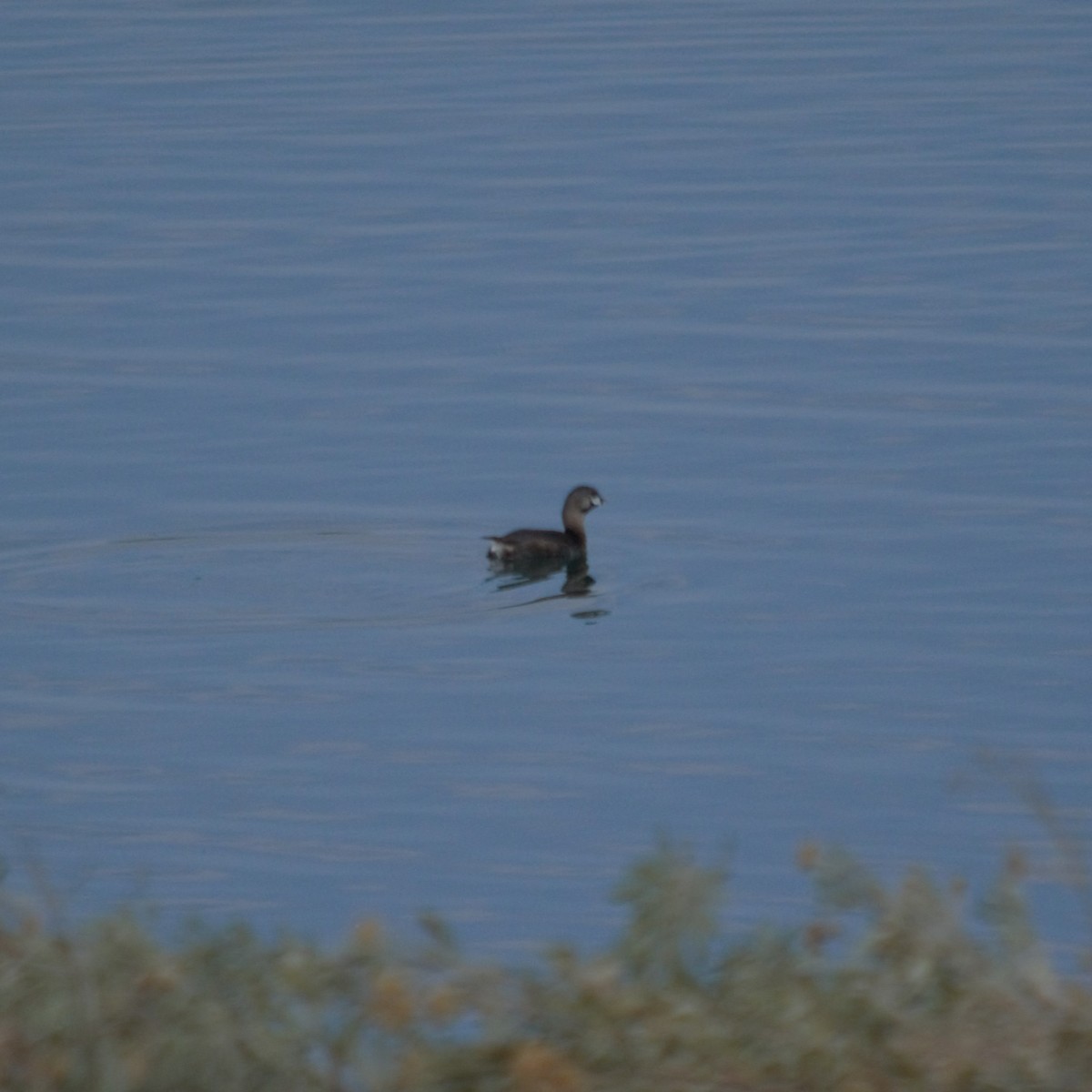 Pied-billed Grebe - Gabriel Sandon