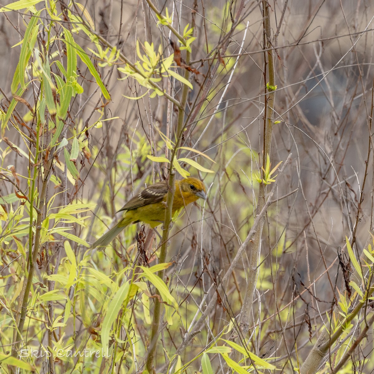 Flame-colored Tanager - Skip Cantrell